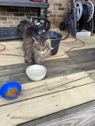 Found/Stray Unknown Cat last seen Acton Road , Indianapolis, IN 46259