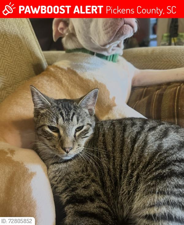 Lost Male Cat last seen Banks Road, Pickens County, SC 29640