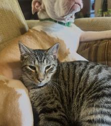 Lost Male Cat last seen Banks Road, Pickens County, SC 29640