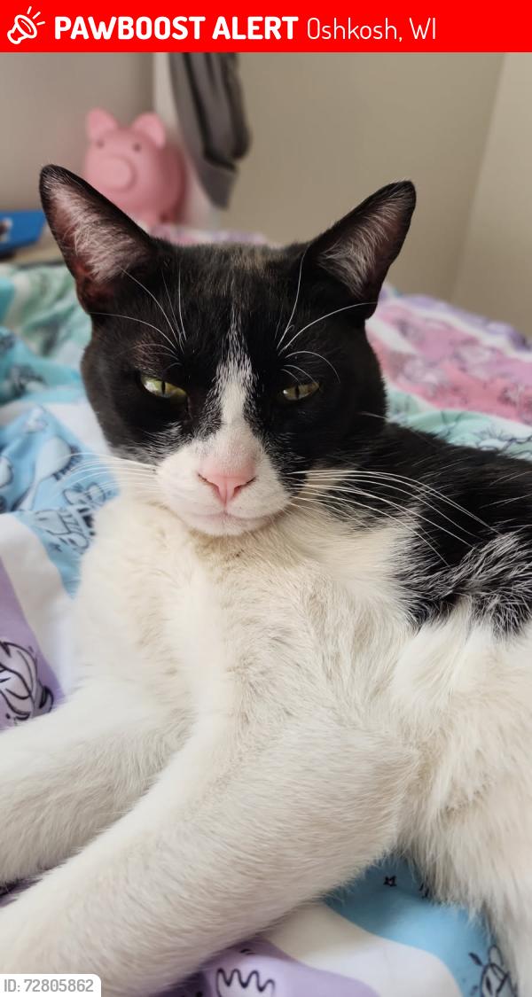 Lost Male Cat last seen Pine Ridge Rd, Oshkosh, WI 54904
