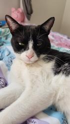 Lost Male Cat last seen Pine Ridge Rd, Oshkosh, WI 54904