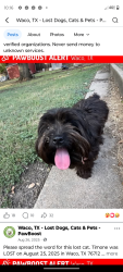 Lost Male Dog last seen N34th, Waco, TX 76710