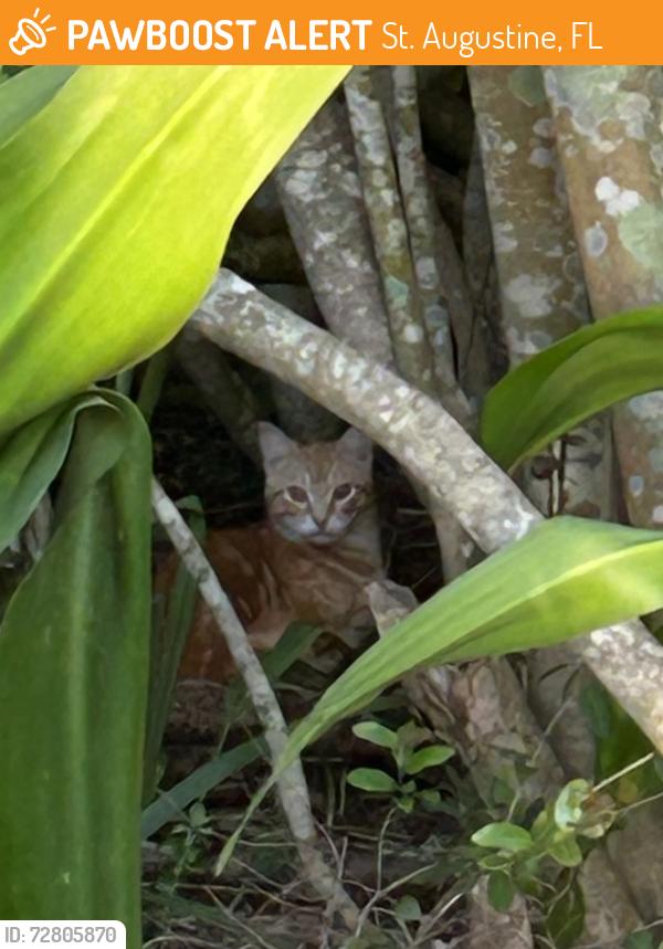 Found/Stray Unknown Cat last seen 2nd Ave and 3rd Street , St. Augustine, FL 32084