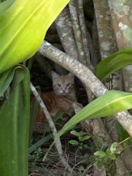 Found/Stray Unknown Cat last seen 2nd Ave and 3rd Street , St. Augustine, FL 32084