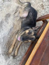 Found/Stray Male Dog last seen Varsity Ave citrus springs , Citrus Springs, FL 34434