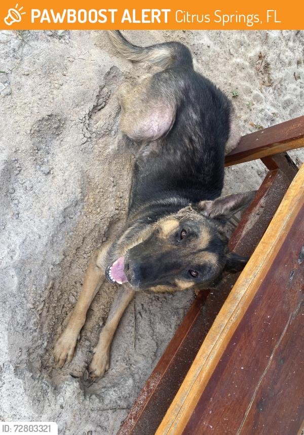 Found/Stray Male Dog last seen Varsity Ave citrus springs , Citrus Springs, FL 34434