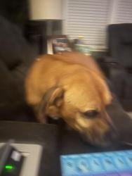 Found/Stray Male Dog last seen Warning and summer, Memphis, TN 38122