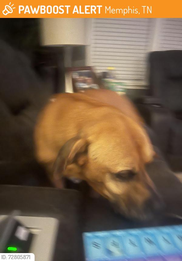 Found/Stray Male Dog last seen Warning and summer, Memphis, TN 38122