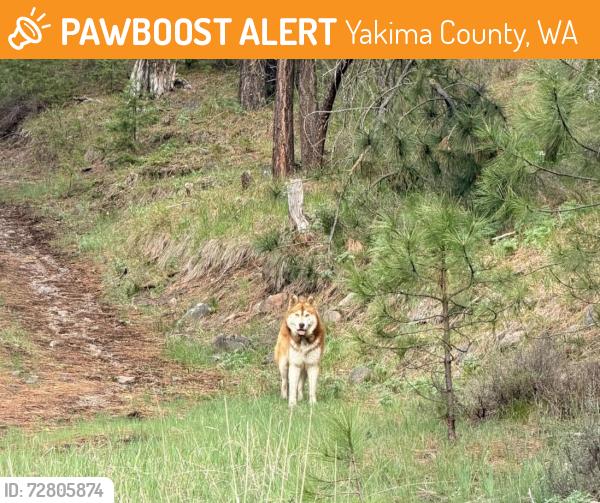 Found/Stray Unknown Dog last seen Mile marker 171 off Hwy 12 in Washington. Yakima County. , Yakima County, WA 98903