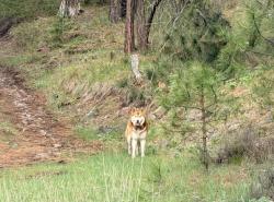Found/Stray Unknown Dog last seen Mile marker 171 off Hwy 12 in Washington. Yakima County. , Yakima County, WA 98903