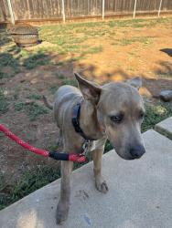 Found/Stray Male Dog last seen Rose St & Washington, Escondido, CA 92027