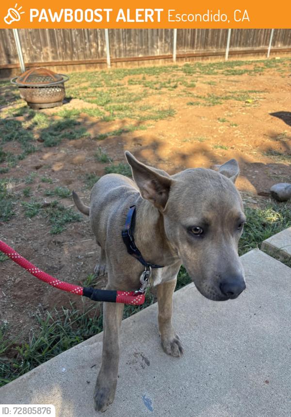 Found/Stray Male Dog last seen Rose St & Washington, Escondido, CA 92027