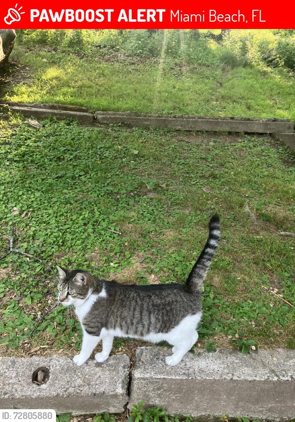 Lost Male Cat last seen Near 85th st., Miami Beach, 33141, Miami Beach, FL 33141