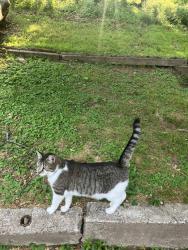 Lost Male Cat last seen Near 85th st., Miami Beach, 33141, Miami Beach, FL 33141