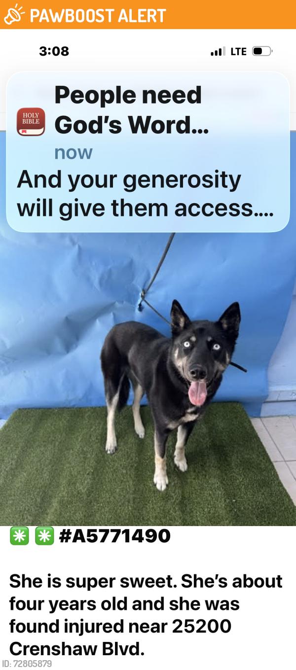 Found/Stray Female Dog last seen ? Roan drive, Los Angeles County, CA 90275