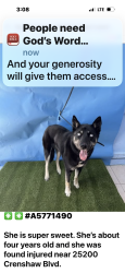 Found/Stray Female Dog last seen ? Roan drive, Los Angeles County, CA 90275