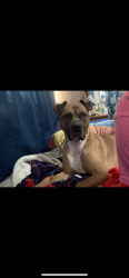 Lost Male Dog last seen South East street and hannah, Indianapolis, IN 46227