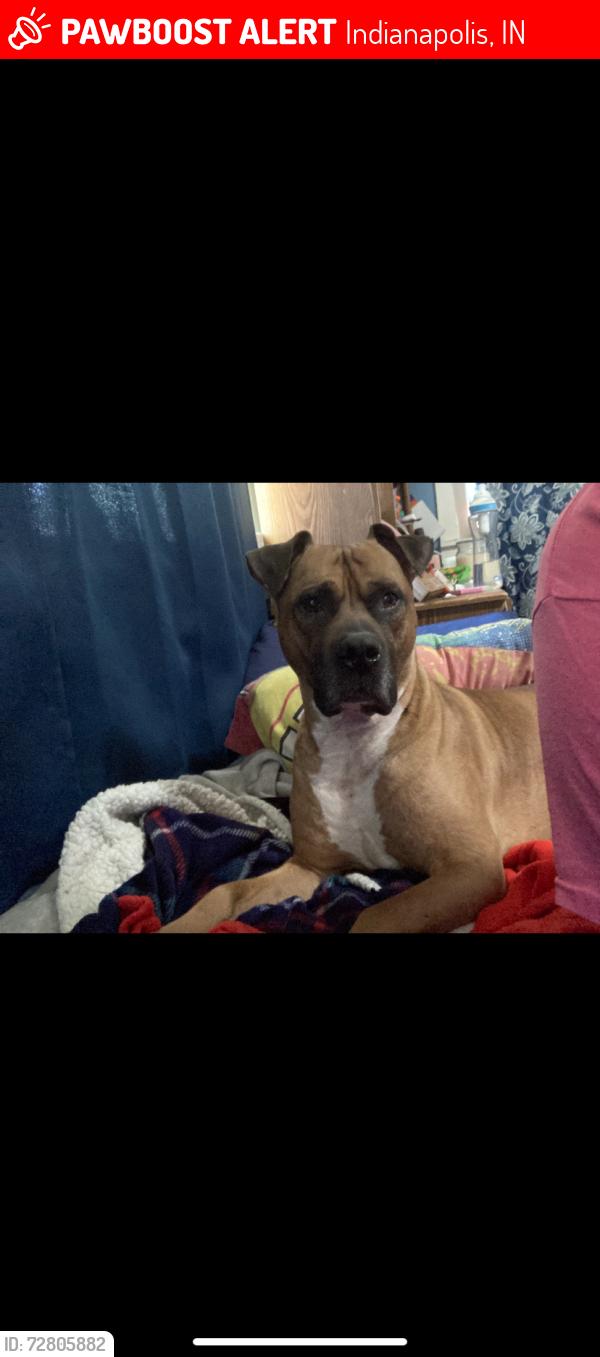 Lost Male Dog last seen South East street and hannah, Indianapolis, IN 46227