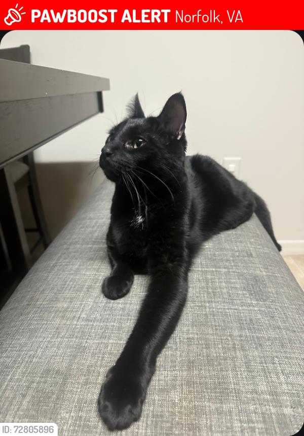 Lost Male Cat last seen Corner of Yorktown Drive and Suburban Drive, Norfolk, VA 23505