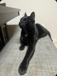 Lost Male Cat last seen Corner of Yorktown Drive and Suburban Drive, Norfolk, VA 23505