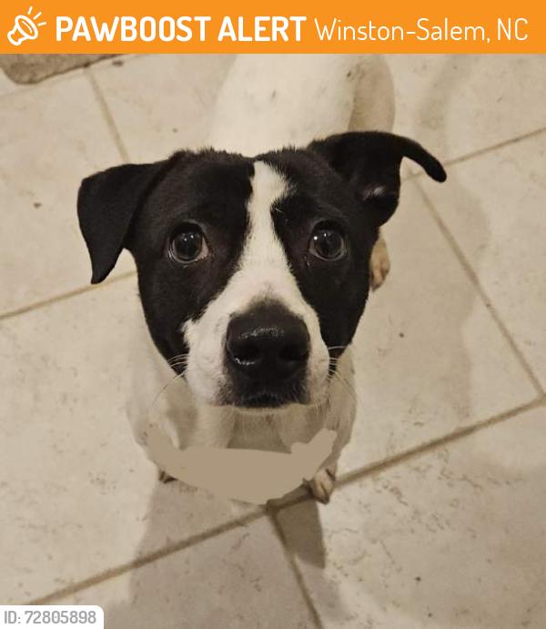 Found/Stray Male Dog last seen Canaan Methodist church, Winston-Salem, NC 27107