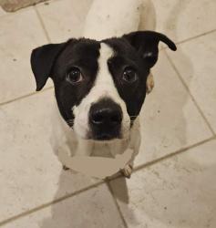Found/Stray Male Dog last seen Canaan Methodist church, Winston-Salem, NC 27107