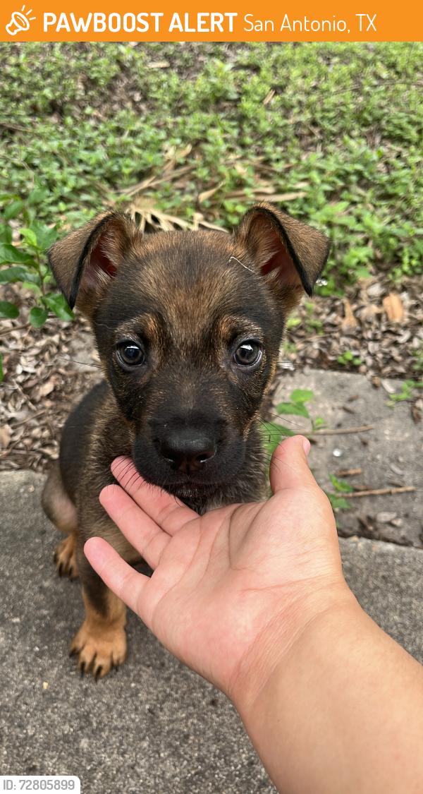 Found/Stray Male Dog last seen Riverside golf course , San Antonio, TX 78210