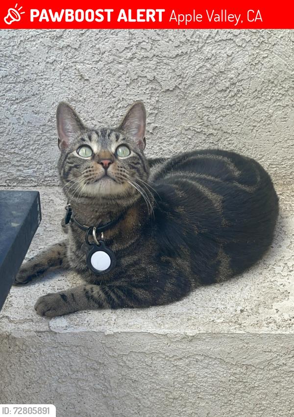 Lost Male Cat last seen Ohna Road, Apple Valley, Apple Valley, CA 92307