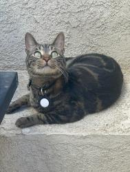 Lost Male Cat last seen Ohna Road, Apple Valley, Apple Valley, CA 92307