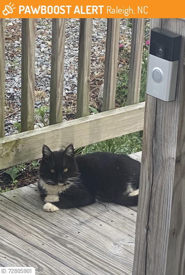 Found/Stray Unknown Cat last seen Ten Ten Rd, Raleigh, NC 27606