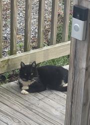 Found/Stray Unknown Cat last seen Ten Ten Rd, Raleigh, NC 27606