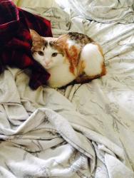 Lost Female Cat last seen Bond Street North, Hamilton, ON L8S