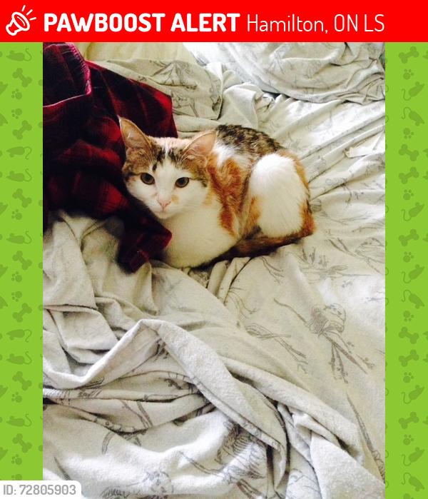 Lost Female Cat last seen Bond Street North, Hamilton, ON L8S