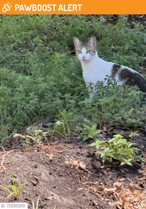 Found/Stray Unknown Cat last seen Cardinal dr, Melbourne Beach, FL 32951