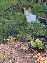 Found/Stray Unknown Cat last seen Cardinal dr, Melbourne Beach, FL 32951