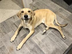 Found/Stray Male Dog last seen Texas Health & Human Services Building, Midland, TX 79705