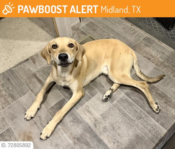 Found/Stray Male Dog last seen Texas Health & Human Services Building, Midland, TX 79705