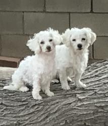 Lost Female Dog last seen 66th Street, near Martin Luther King Park, San Diego, CA 92114