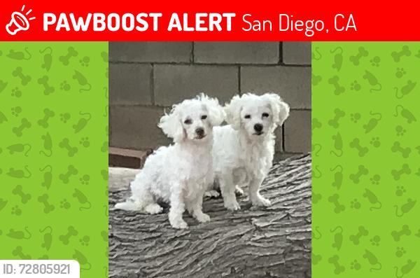 Lost Female Dog last seen 66th Street, near Martin Luther King Park, San Diego, CA 92114