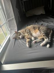 Lost Male Cat last seen Near cooks pond drive in the neighborhood, Powder Springs, GA 30127