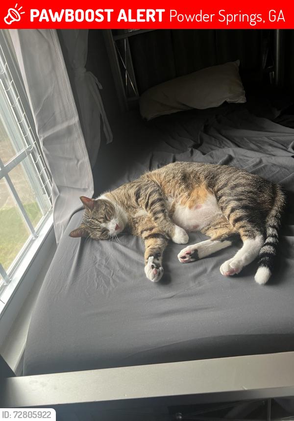 Lost Male Cat last seen Near cooks pond drive in the neighborhood, Powder Springs, GA 30127