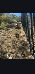 Lost Male Reptile last seen Mc vicker park , Lake Elsinore, CA 92530