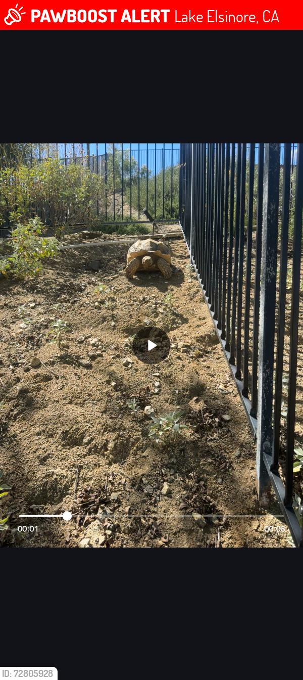 Lost Male Reptile last seen Mc vicker park , Lake Elsinore, CA 92530