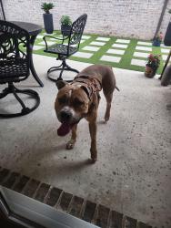 Found/Stray Male Dog last seen Cotton Gin, Frisco, TX 75034