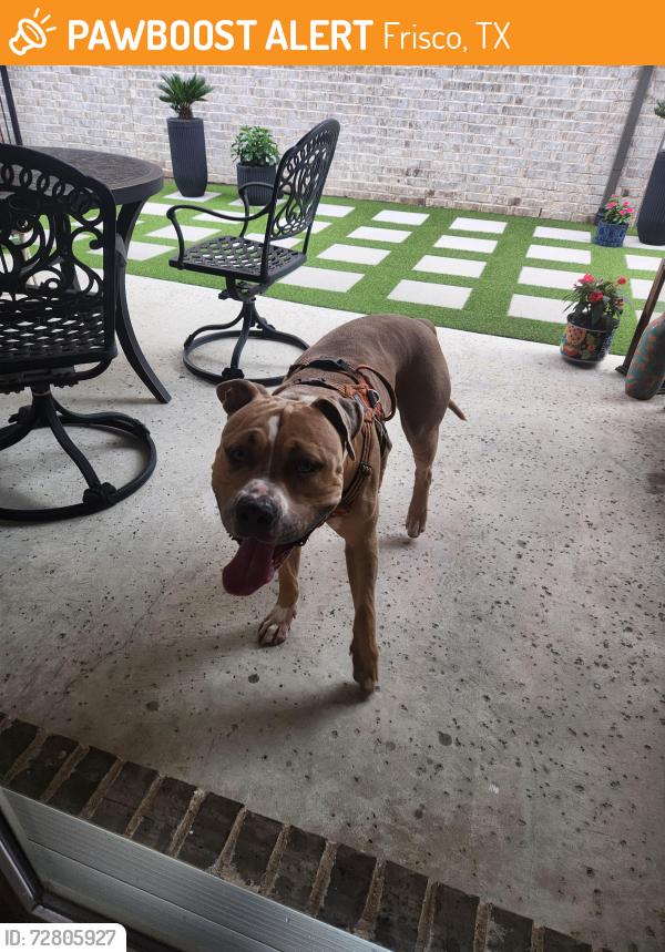 Found/Stray Male Dog last seen Cotton Gin, Frisco, TX 75034