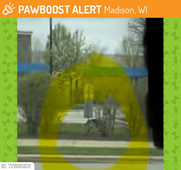 Found/Stray Unknown Dog last seen Nakoosa Trail & Walsh Road Madison, Madison, WI 53714