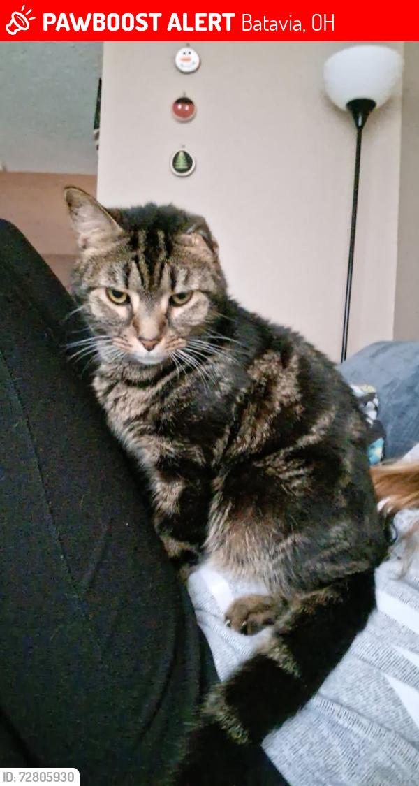 Lost Male Cat last seen East fork area , Williamsburg Batavia pike, Batavia, OH 45103