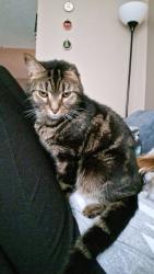 Lost Male Cat last seen East fork area , Williamsburg Batavia pike, Batavia, OH 45103