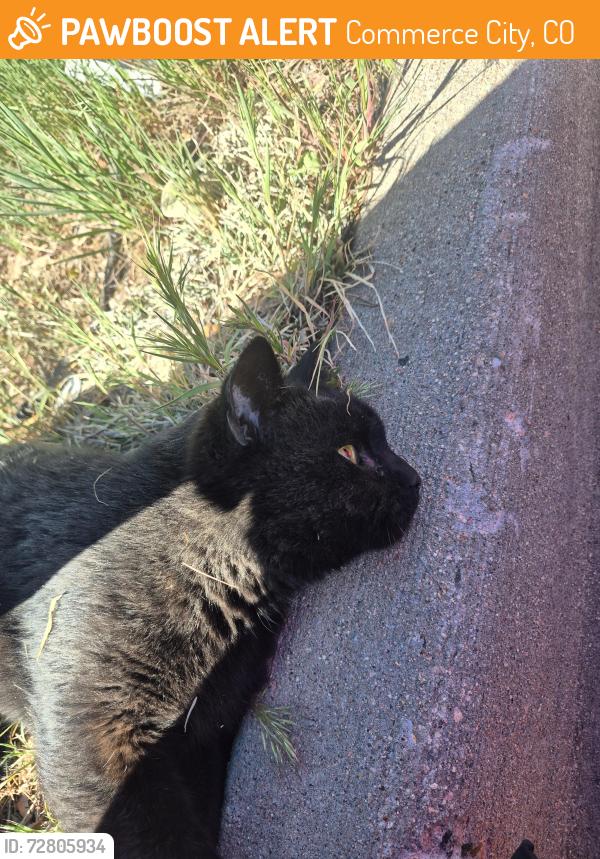 Found/Stray Unknown Cat last seen Near E 56th Ave UNIT I, Commerce City, CO 80022, Commerce City, CO 80022