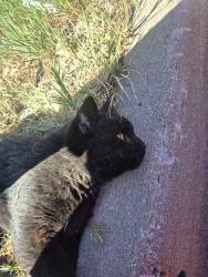 Found/Stray Unknown Cat last seen Near E 56th Ave UNIT I, Commerce City, CO 80022, Commerce City, CO 80022